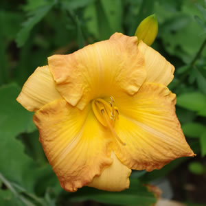 Hemerocallis Apricot Symphony
